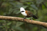 Image. White-crested Laughingthrush