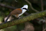 Image. White-crested Laughingthrush