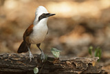 Image. White-crested Laughingthrush