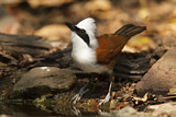 Image. White-crested Laughingthrush