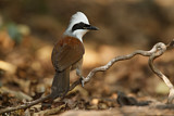 Image. White-crested Laughingthrush