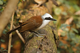 Image. White-crested Laughingthrush