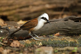 Image. White-crested Laughingthrush