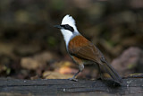 Image. White-crested Laughingthrush