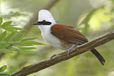 Image. White-crested Laughingthrush