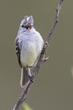 Image. White-crested Tyrannulet
