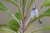 Image. White-crested Tyrannulet