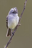 Image. White-crested Tyrannulet