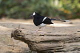Image. White-crowned Forktail