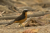 Image. White-crowned Robin-Chat