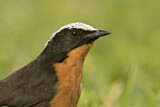 Image. White-crowned Robin-Chat