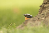 Image. White-crowned Robin-Chat