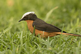 Image. White-crowned Robin-Chat
