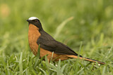 Image. White-crowned Robin-Chat