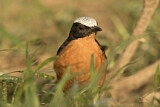 Image. White-crowned Robin-Chat