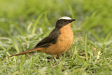 Image. White-crowned Robin-Chat