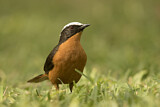 Image. White-crowned Robin-Chat