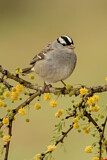 Image. White-crowned Sparrow