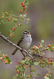 Image. White-crowned Sparrow