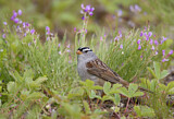 Image. White-crowned Sparrow