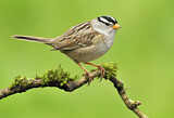 Image. White-crowned Sparrow