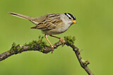 Image. White-crowned Sparrow