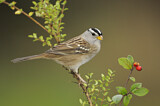Image. White-crowned Sparrow