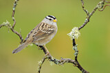 Image. White-crowned Sparrow