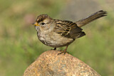 Image. White-crowned Sparrow