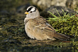 Image. White-crowned Sparrow