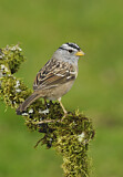 Image. White-crowned Sparrow