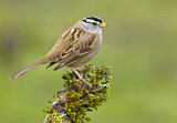 Image. White-crowned Sparrow
