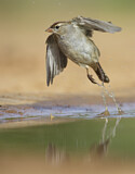 Image. White-crowned Sparrow