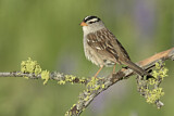 Image. White-crowned Sparrow