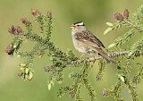 Image. White-crowned Sparrow