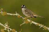 Image. White-crowned Sparrow