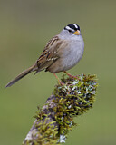 Image. White-crowned Sparrow