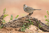 Image. White-crowned Sparrow