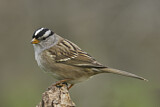 Image. White-crowned Sparrow