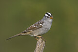 Image. White-crowned Sparrow