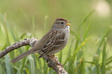 Image. White-crowned Sparrow