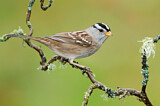 Image. White-crowned Sparrow