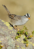 Image. White-crowned Sparrow
