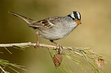 Image. White-crowned Sparrow