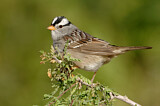 Image. White-crowned Sparrow