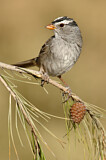 Image. White-crowned Sparrow