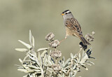Image. White-crowned Sparrow