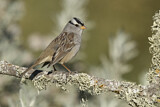 Image. White-crowned Sparrow