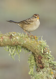 Image. White-crowned Sparrow