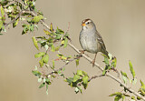 Image. White-crowned Sparrow